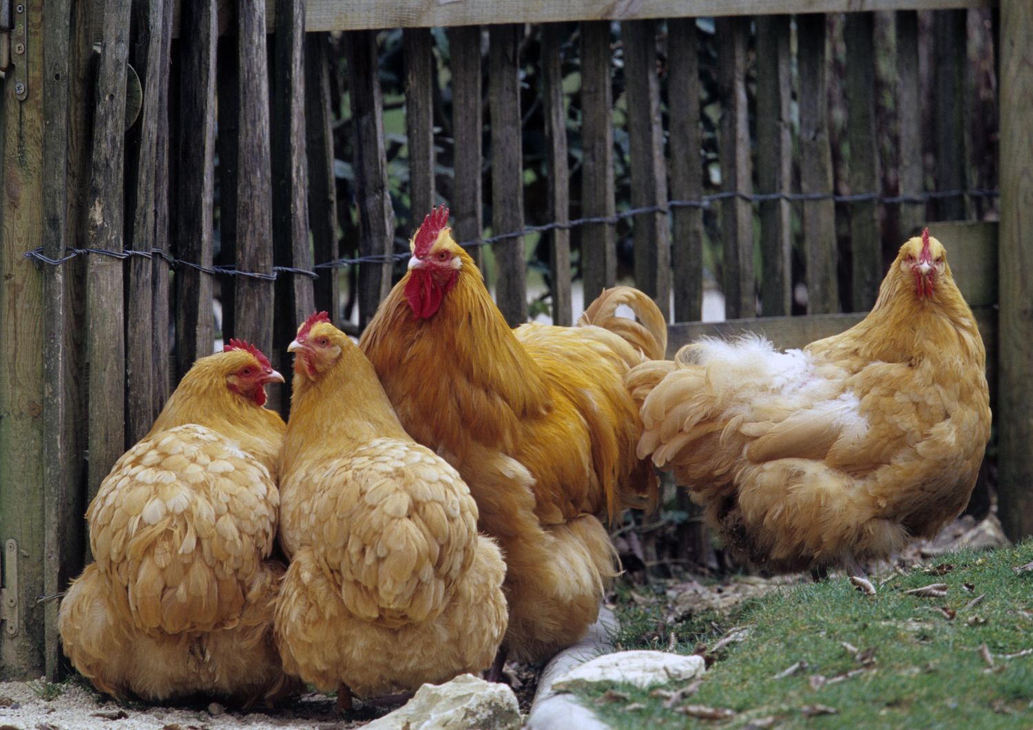 Allevamenti di galline&nbsp;