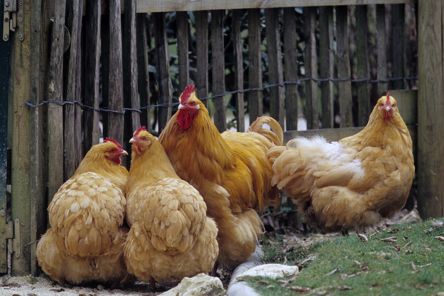Allevamenti di galline&nbsp;