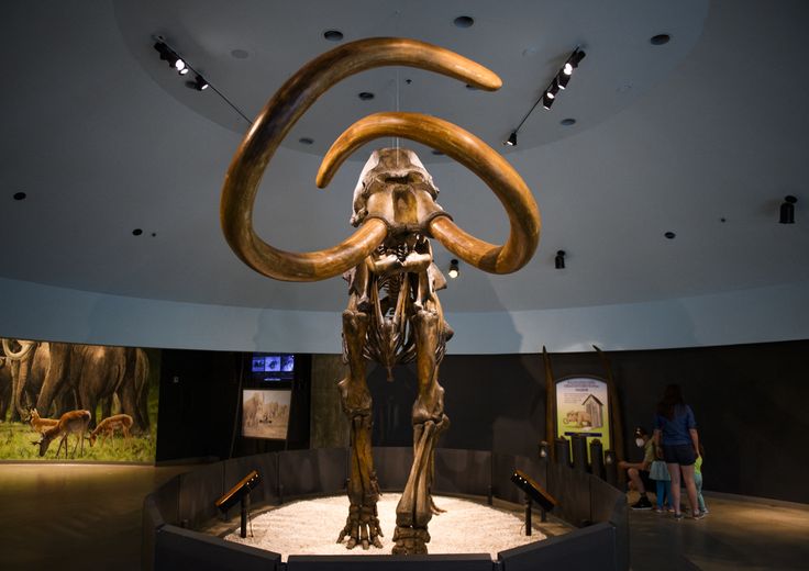 Scheletro ricostruito di un mammut