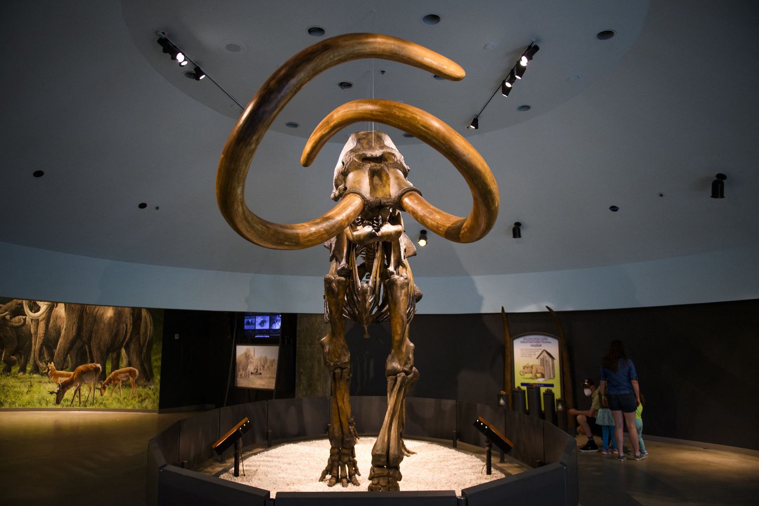 Scheletro ricostruito di un mammut