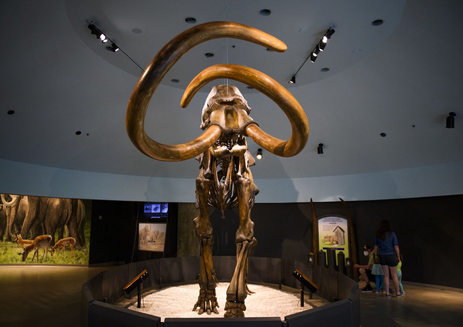Scheletro ricostruito di un mammut