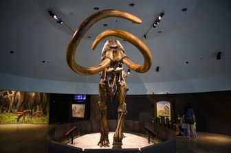 Scheletro ricostruito di un mammut