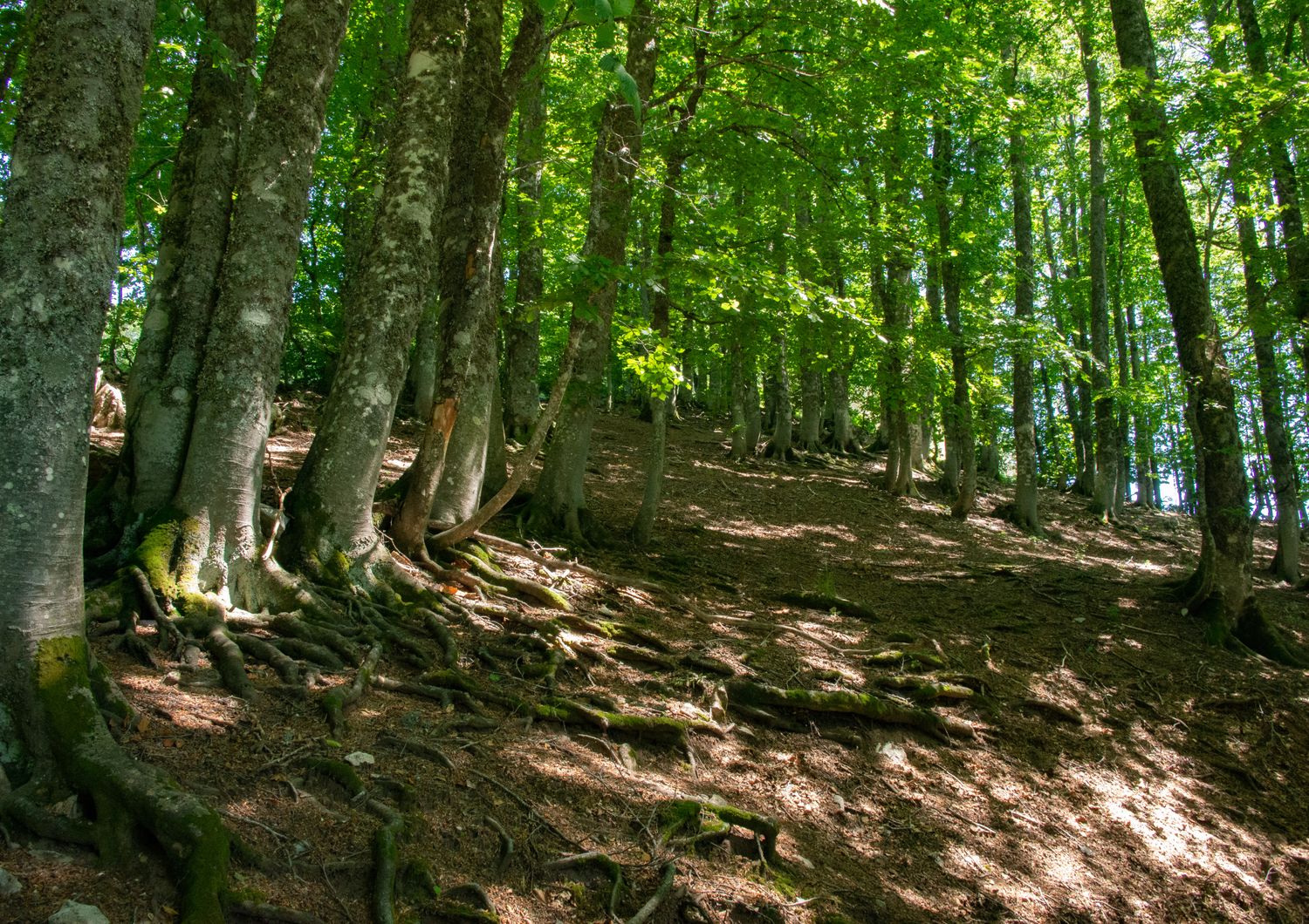 Un bosco nel Lazio