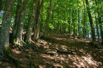 Un bosco nel Lazio