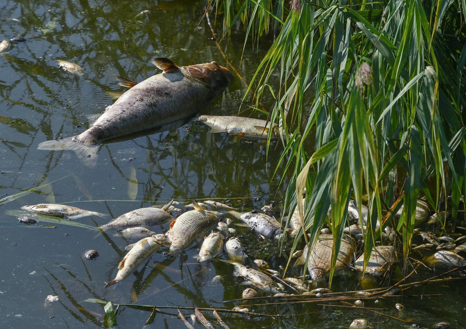 Moria di pesci nel fiume Oder