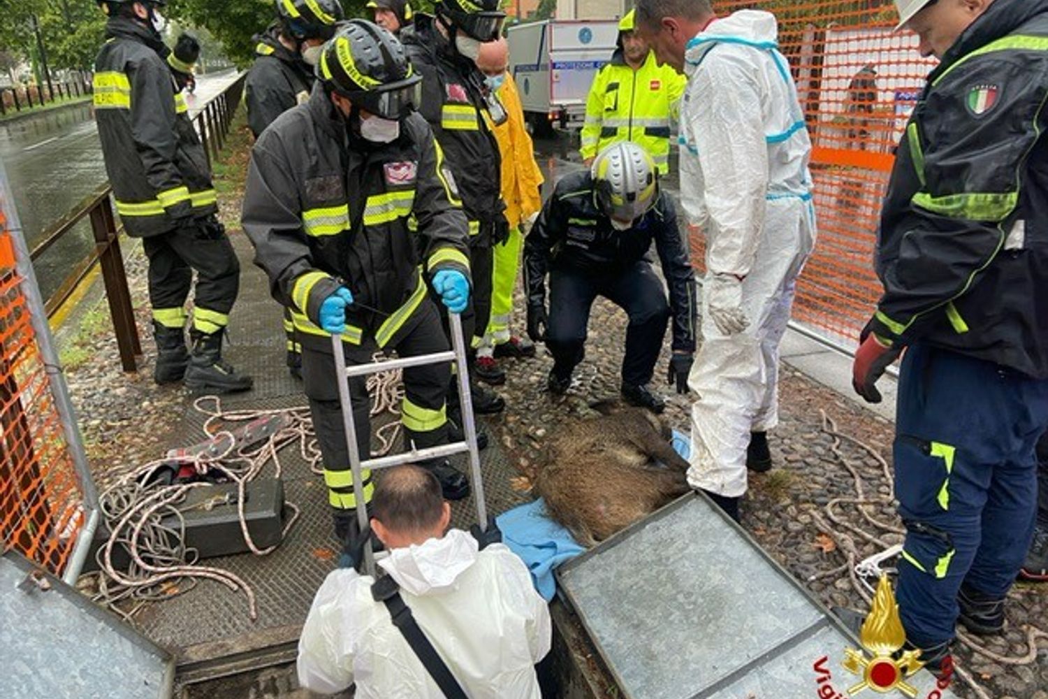 La cattura del cinghiale