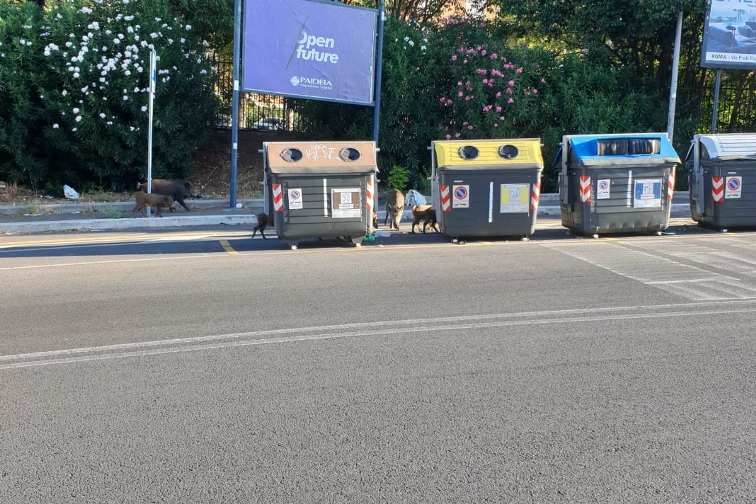 Famiglia di cinghiali a Roma&nbsp;&nbsp;