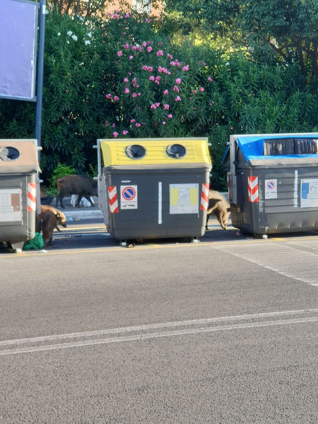 Famiglia di cinghiali a Roma&nbsp;