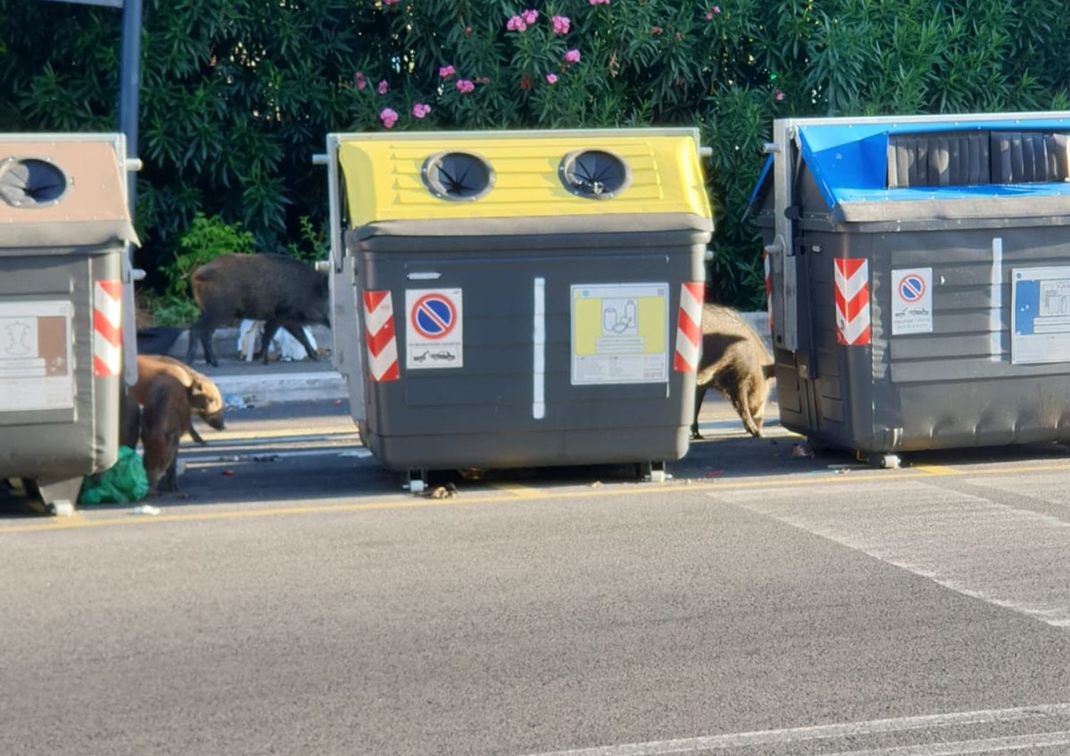 Famiglia di cinghiali a Roma&nbsp;