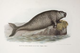 estinzione dugongo coste cina