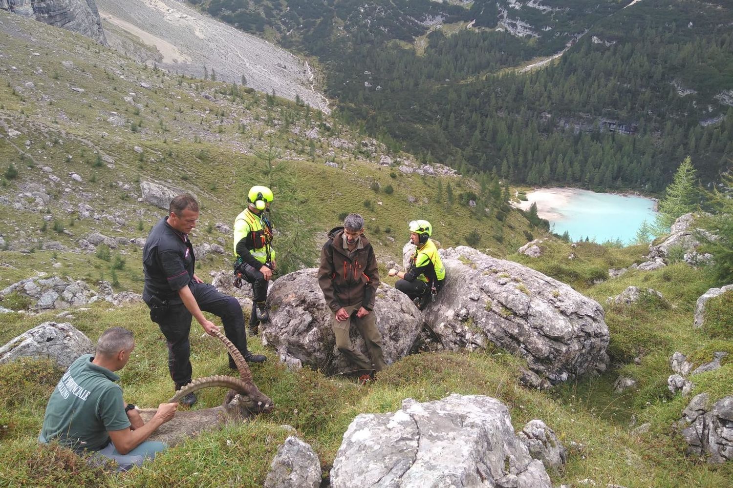 Le operazioni di soccorso dello stambecco