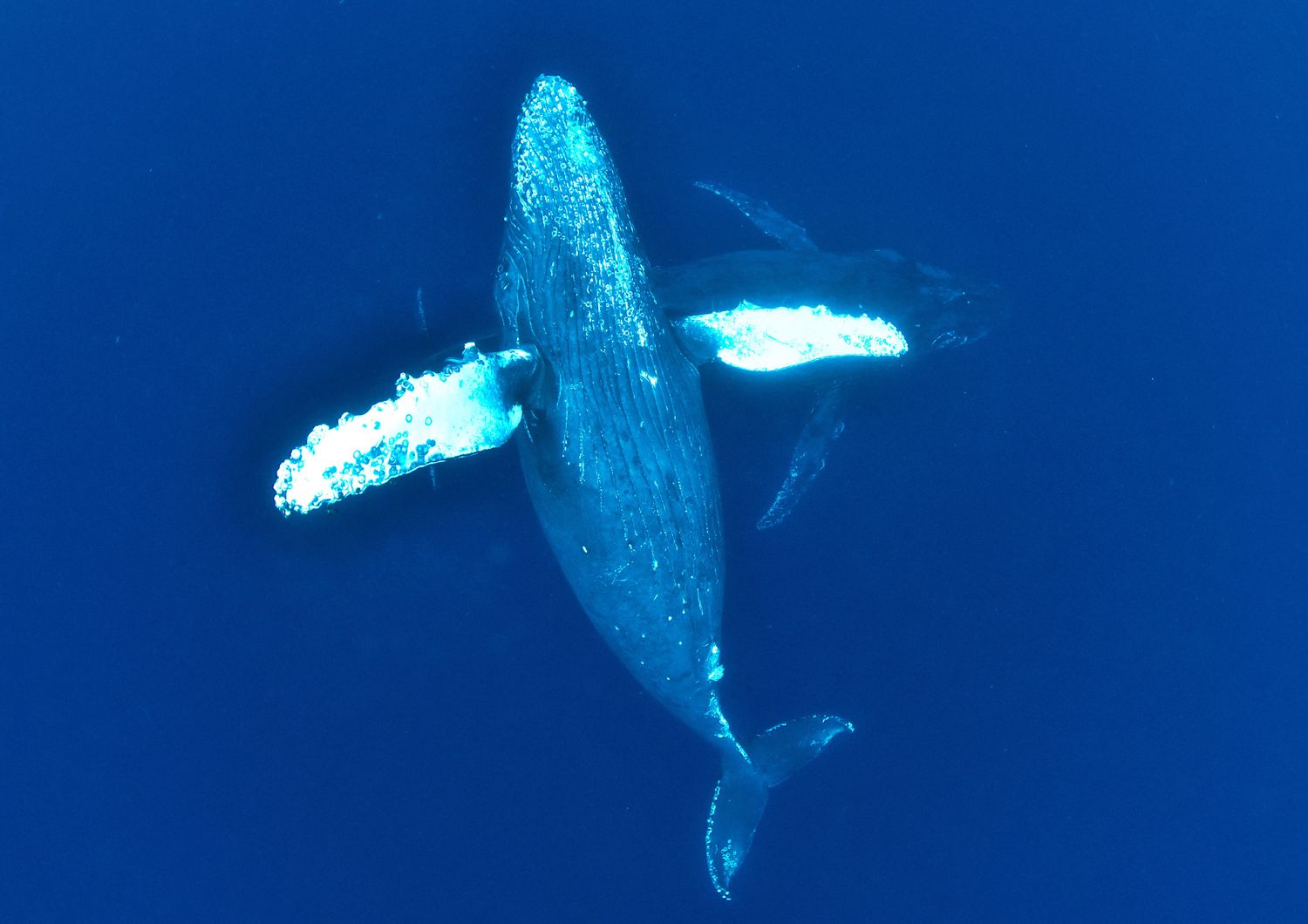 Balenottera azzurra