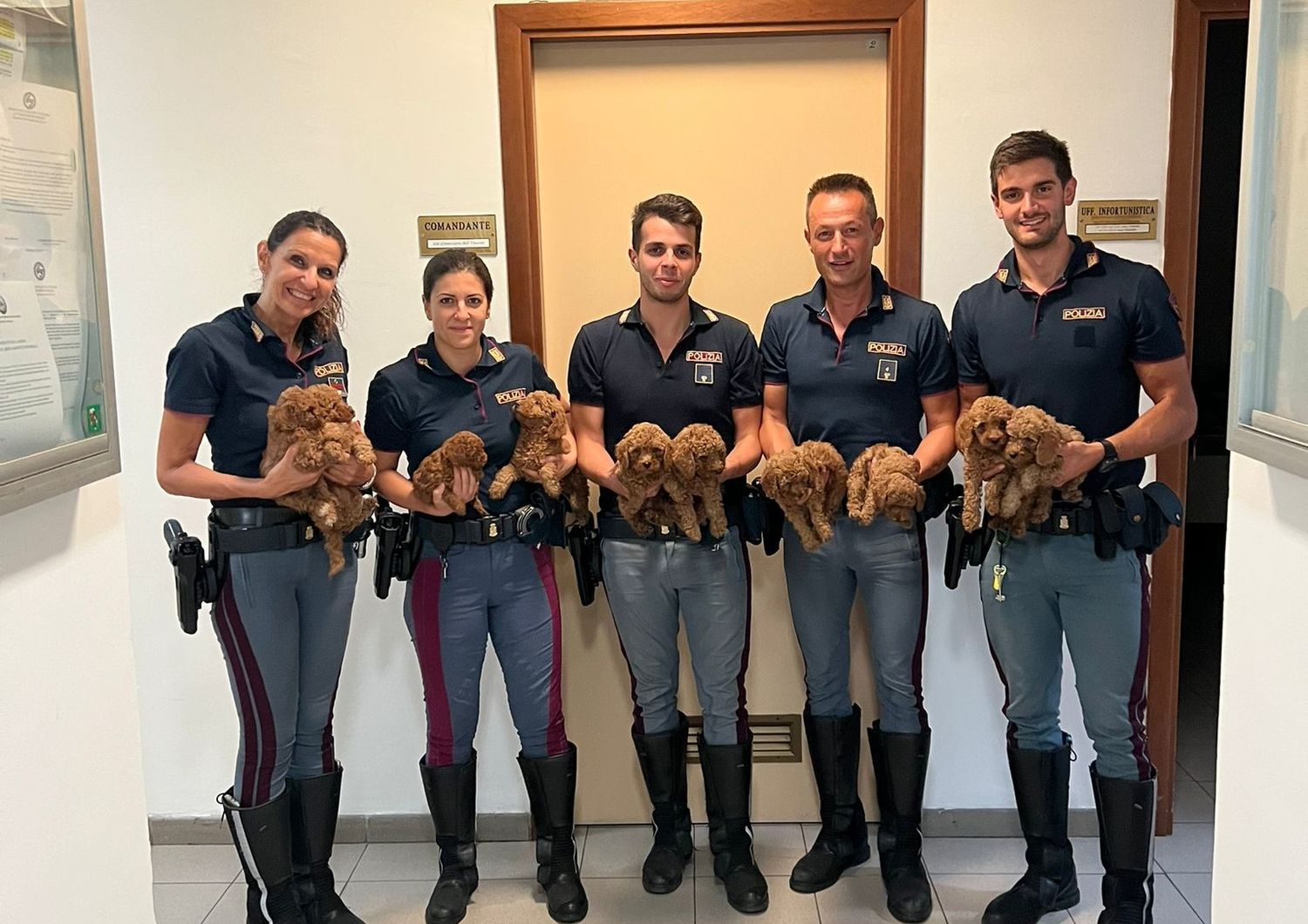 I cuccioli di barboncino salvati dalla polizia&nbsp;