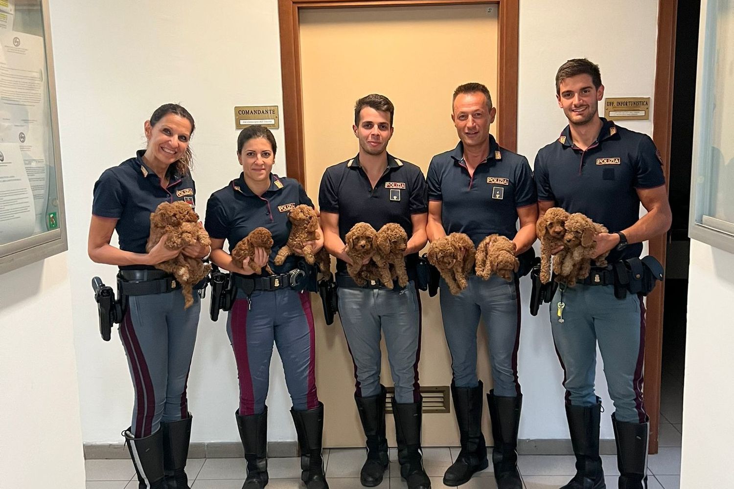 I cuccioli di barboncino salvati dalla polizia&nbsp;