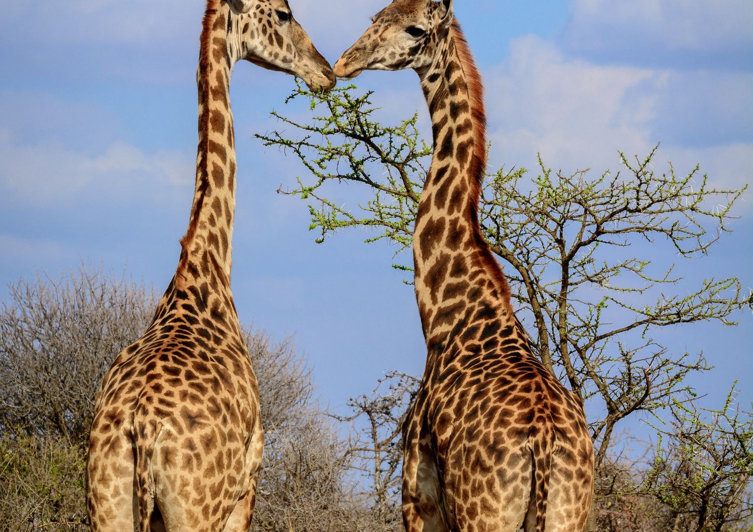 Due giraffe
