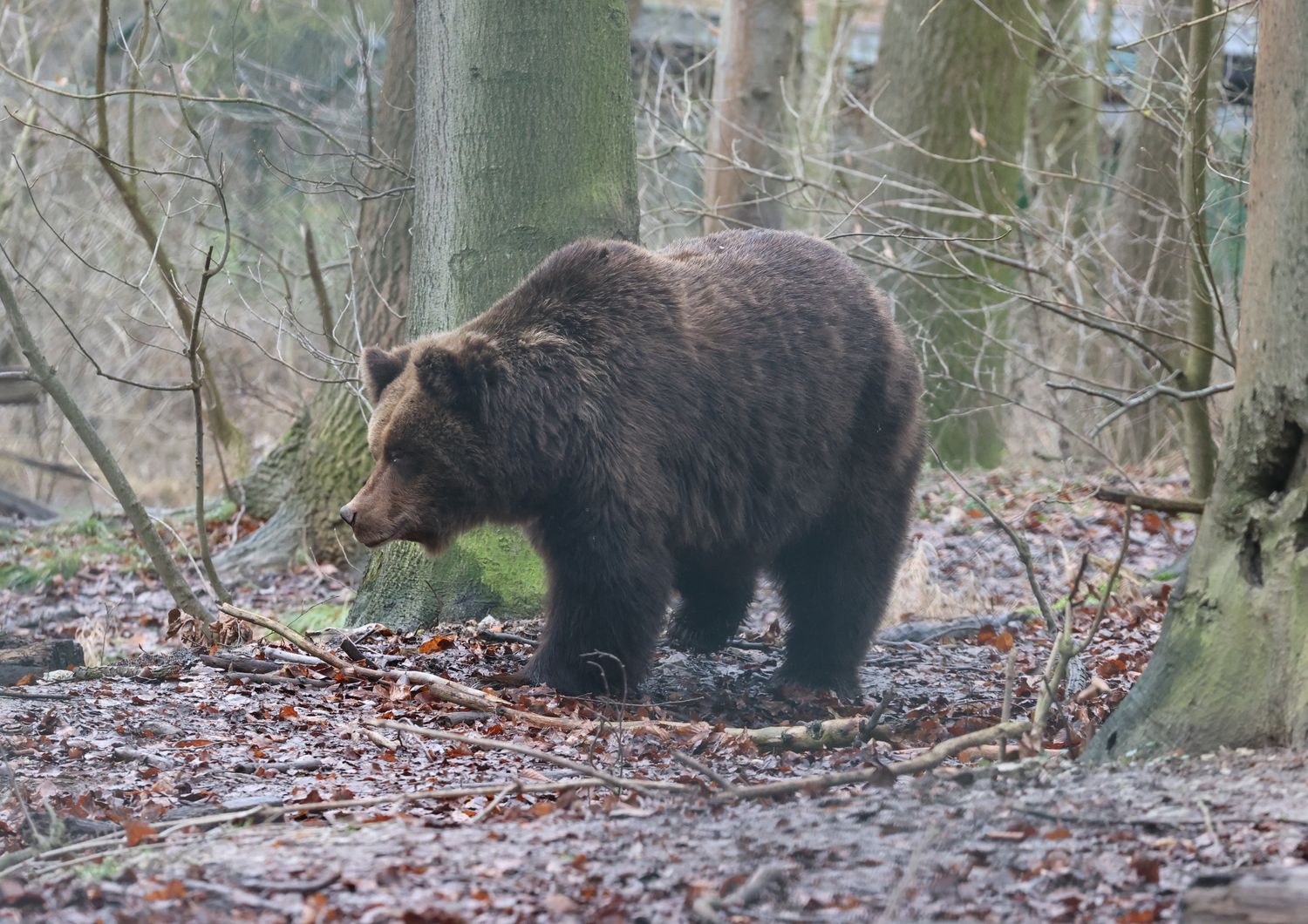 Orso