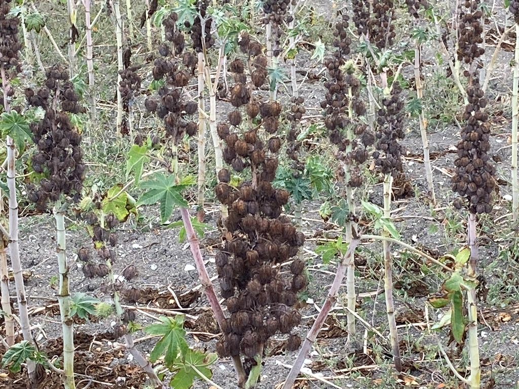 Pianta di ricino pronta al raccolto nei campi di Marrubiu (Oristano)