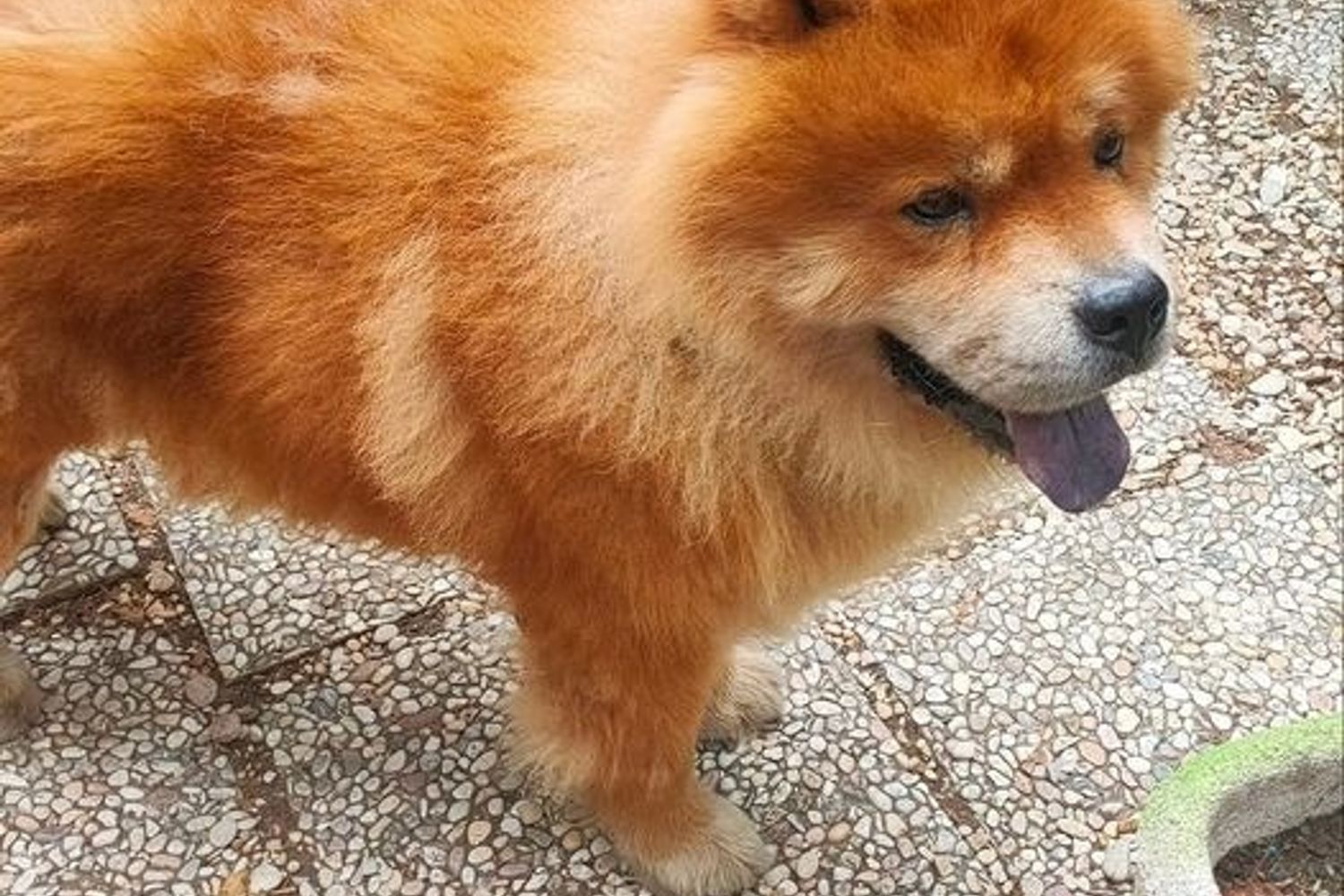 Il chow-chow di Karsdrop