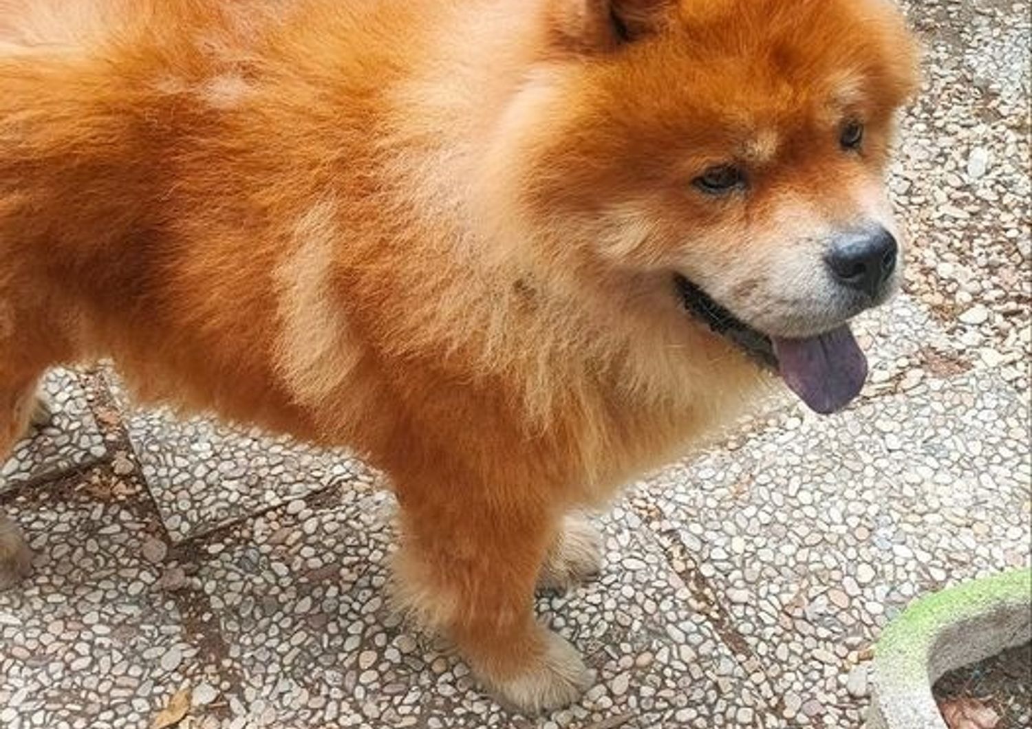 Il chow-chow di Karsdrop