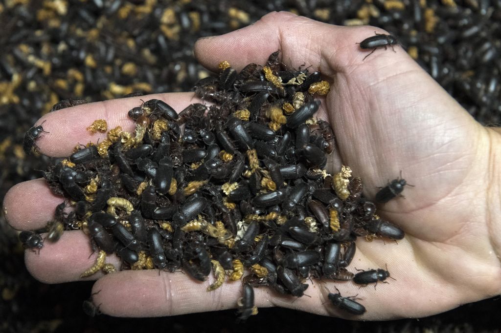 Insetti,&nbsp;larve di Tenebrio Molitor