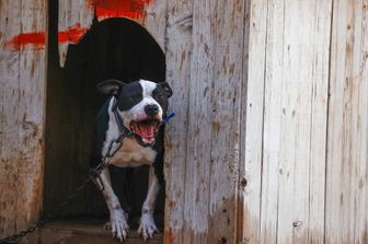 Pitbull&nbsp;