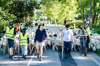 Gregge di pecore nella regione del Couserans in Francia&nbsp;