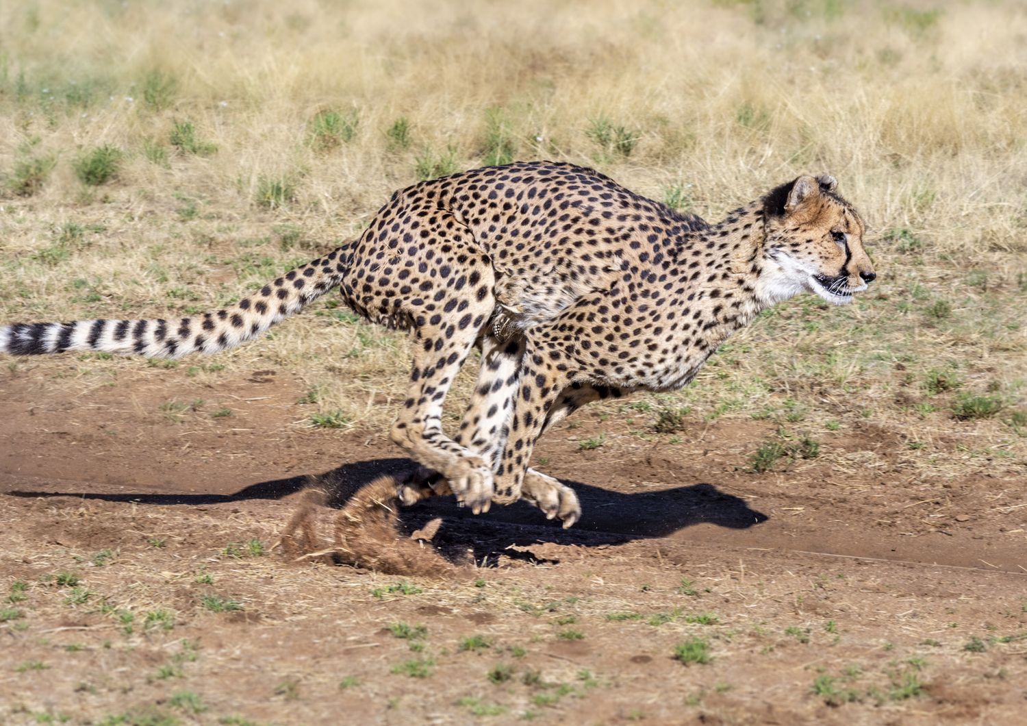 Ghepardo della&nbsp;Namibia&nbsp;