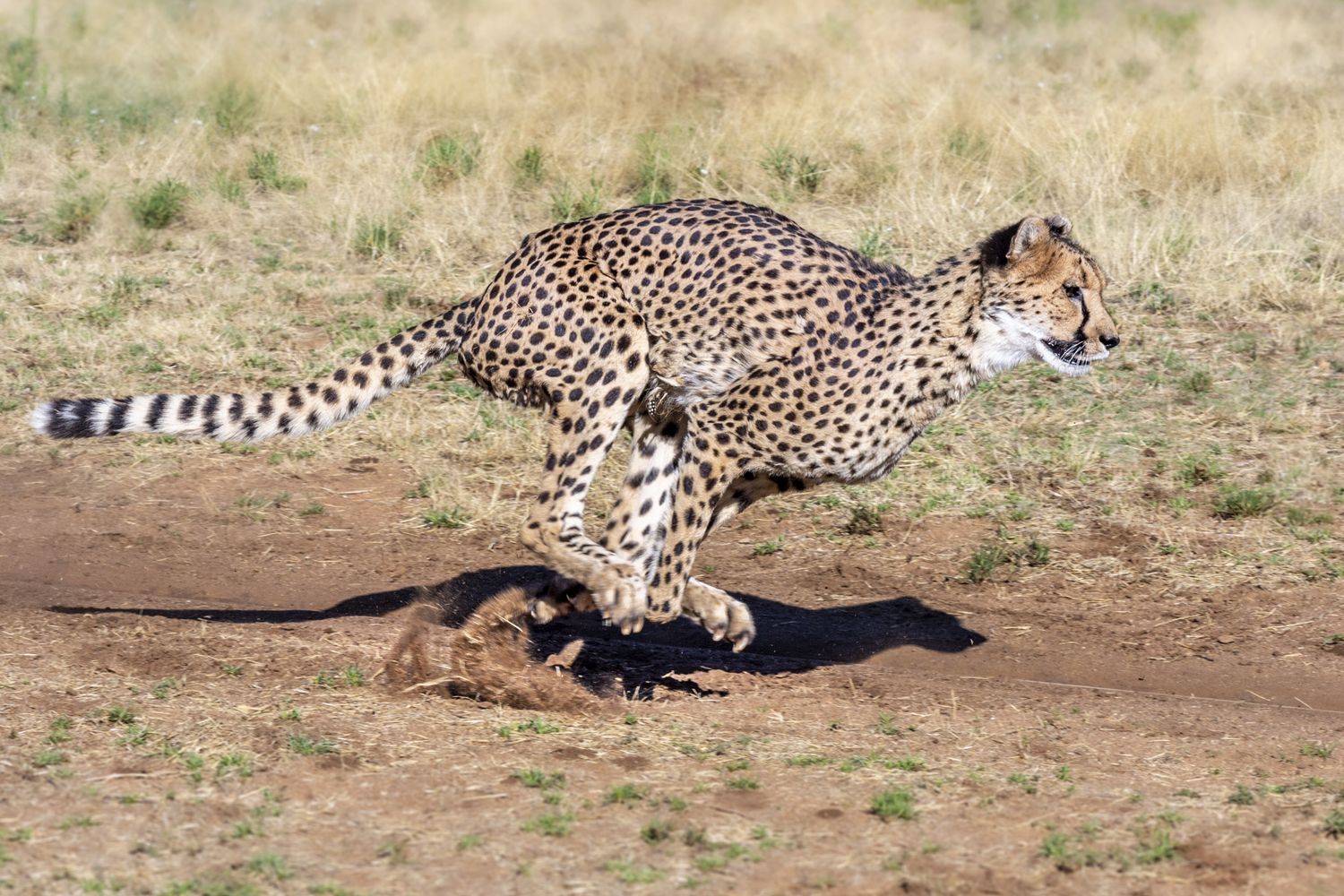 Ghepardo della&nbsp;Namibia&nbsp;