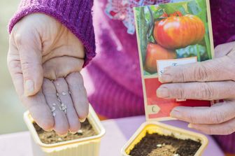 Semi di pomodoro&nbsp;