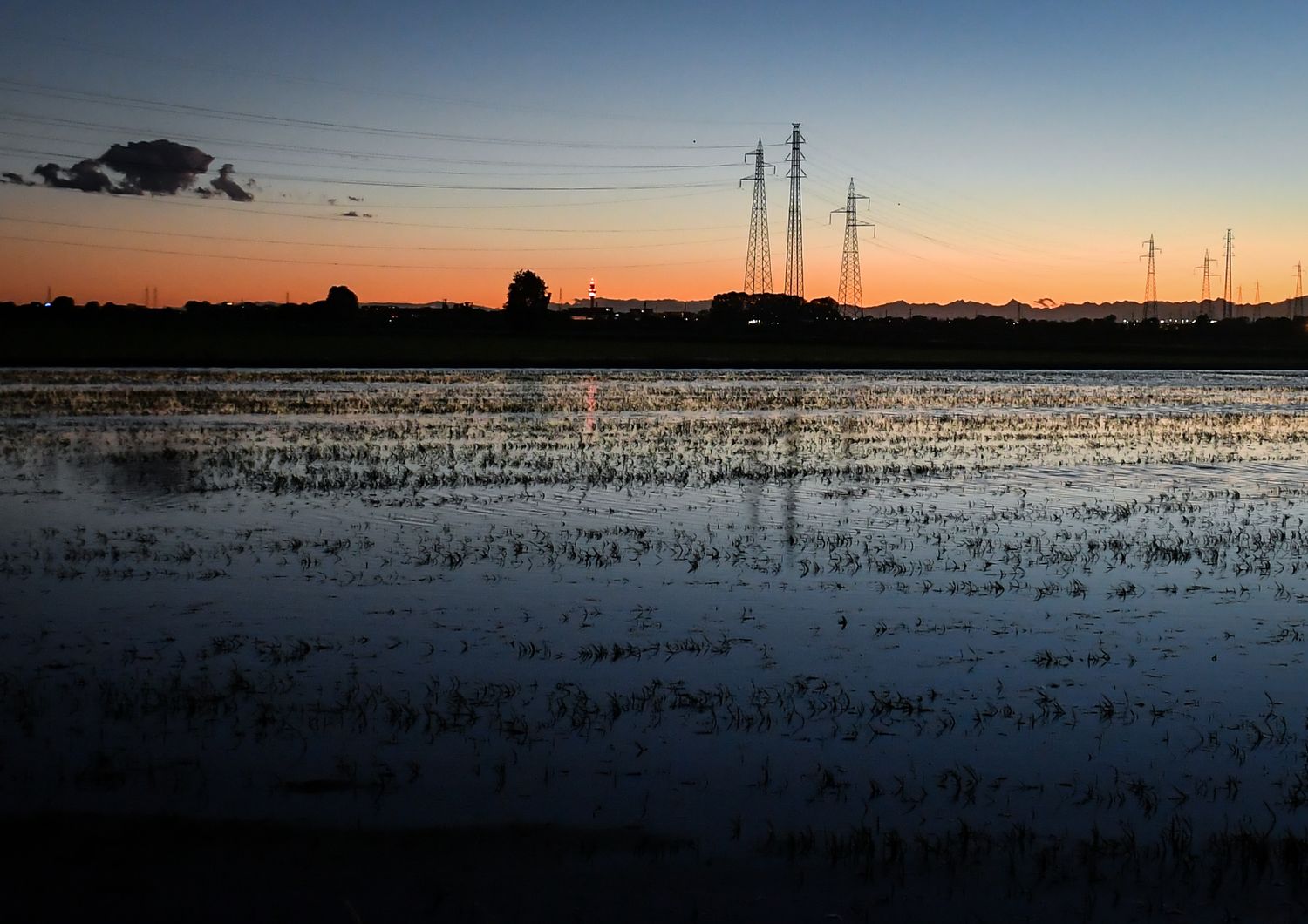 Risaia a sud di Milano