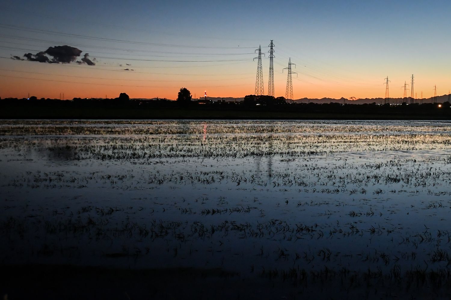 Risaia a sud di Milano