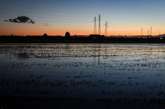 Risaia a sud di Milano