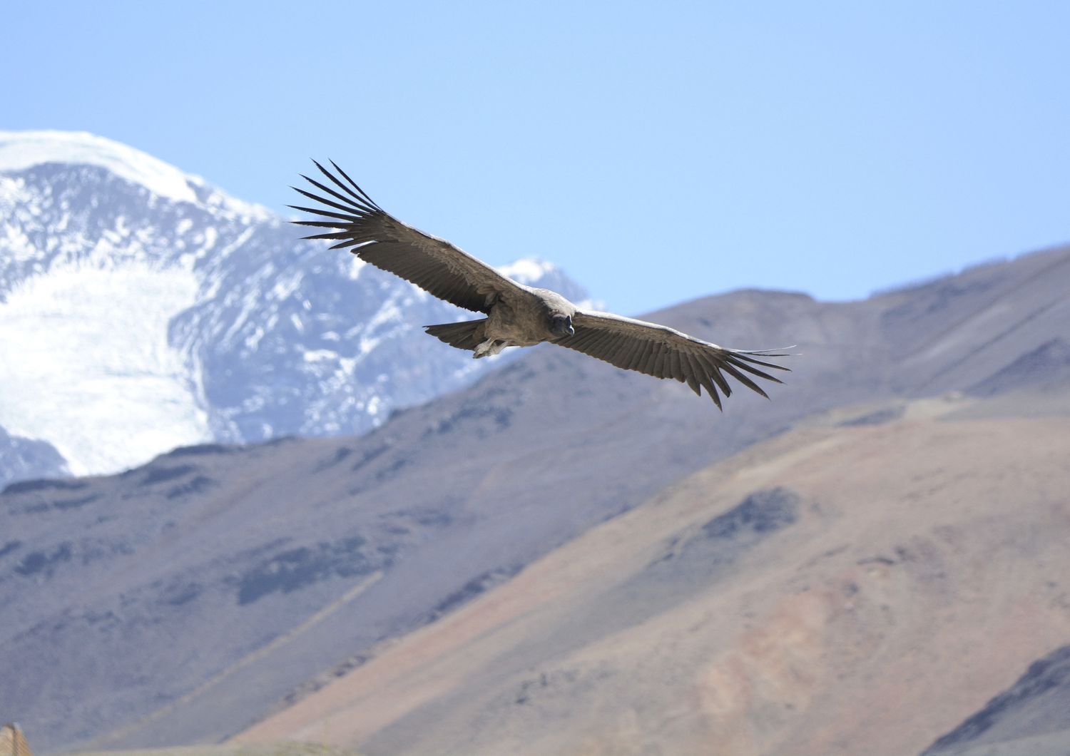 i condor tornano a volare california dopo 130 anni