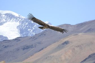i condor tornano a volare california dopo 130 anni