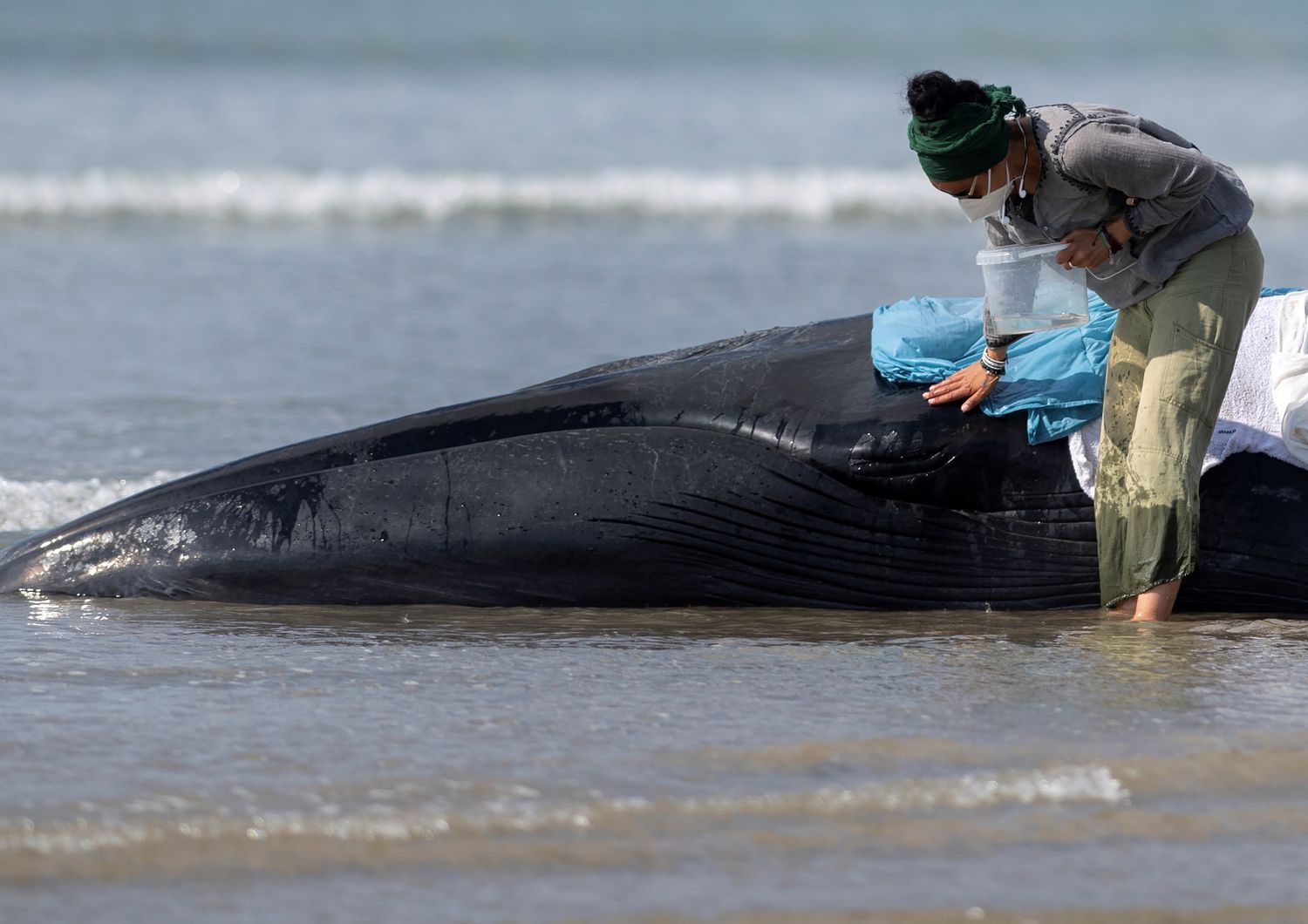 Rarissimo salvataggio Francia balena spiaggiata