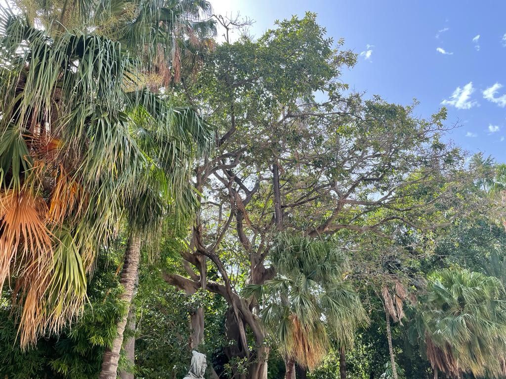 L'Orto Botanico di Palermo&nbsp;