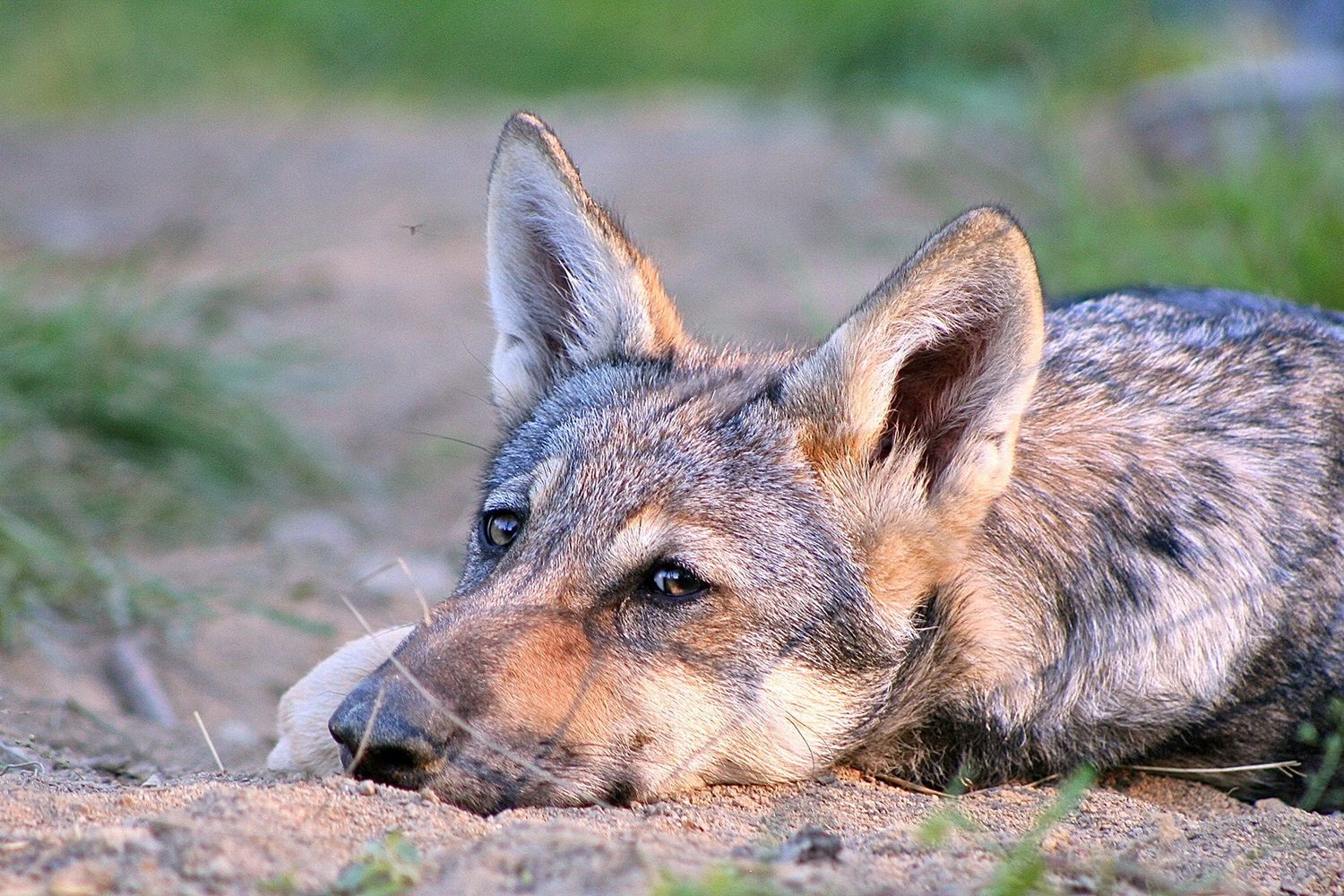 Il cucciolo di lupo Hendrix