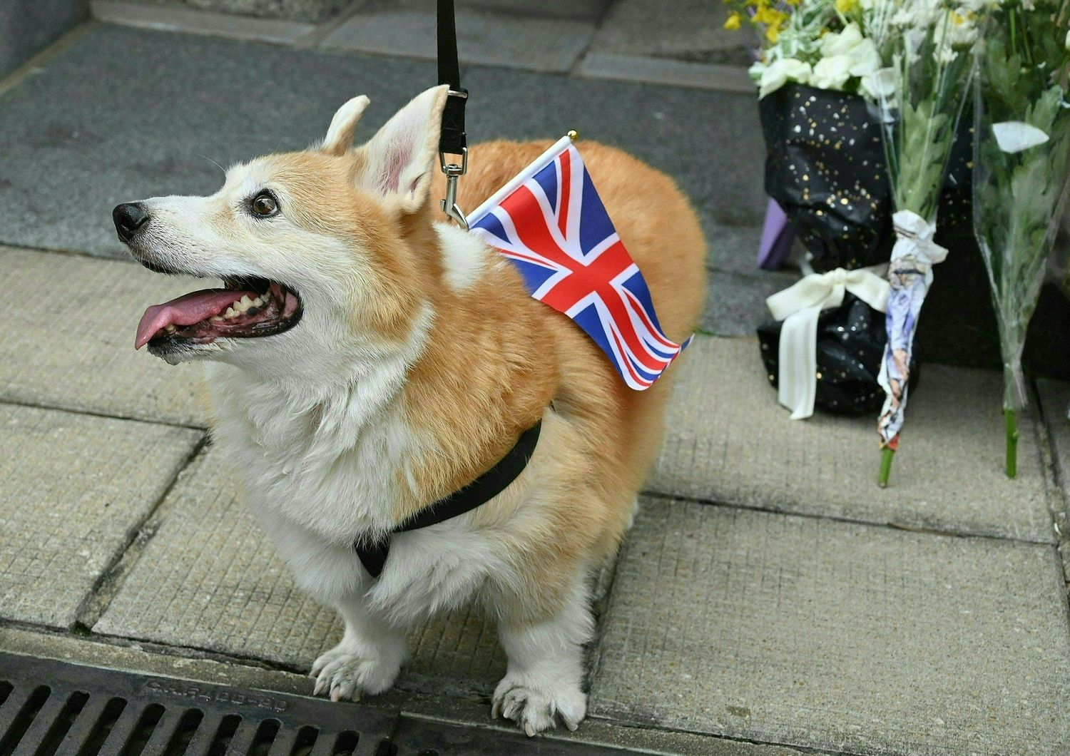 Corgi della regina Elisabetta