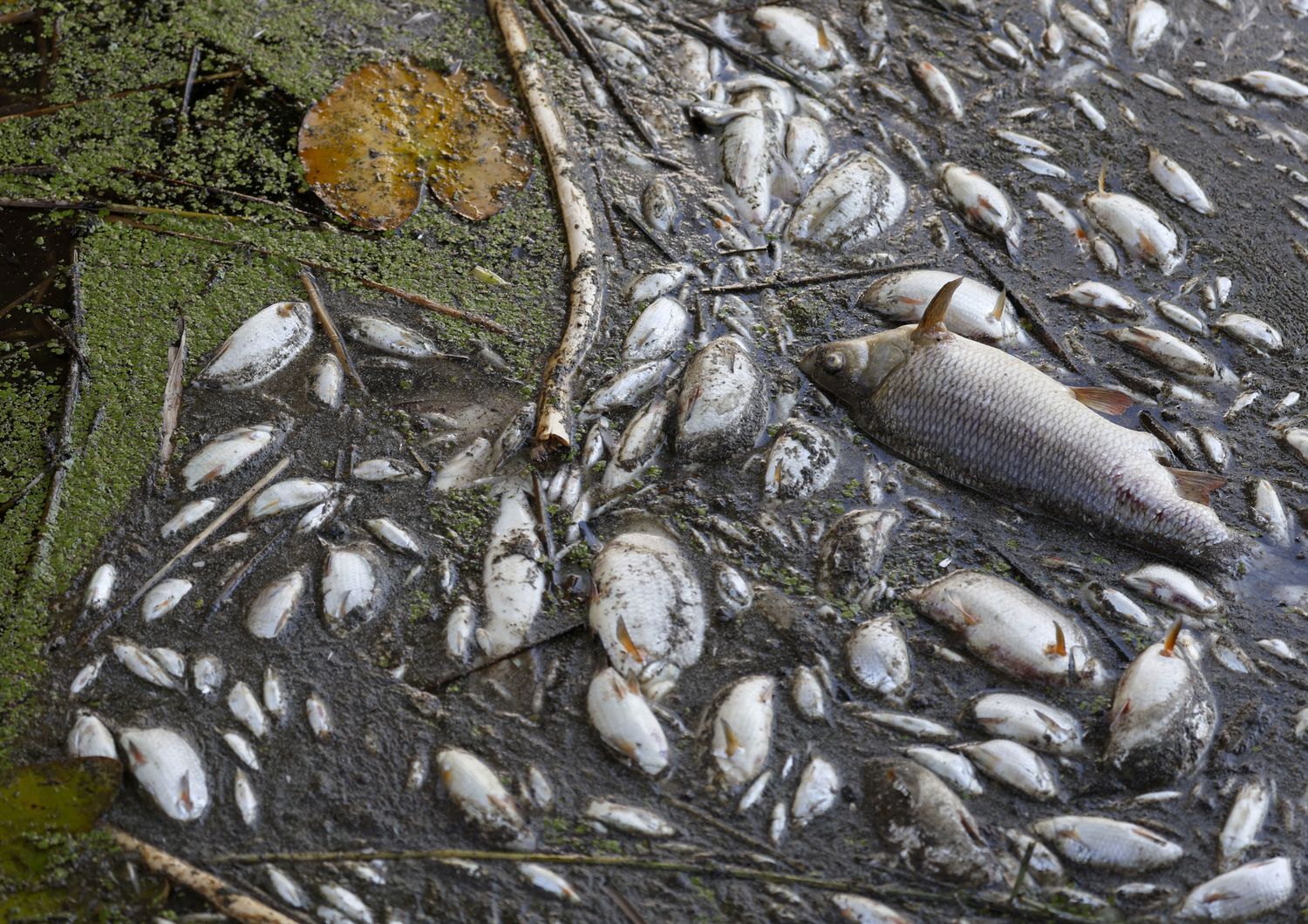 Mor&igrave;a di pesci nel fiume Oder