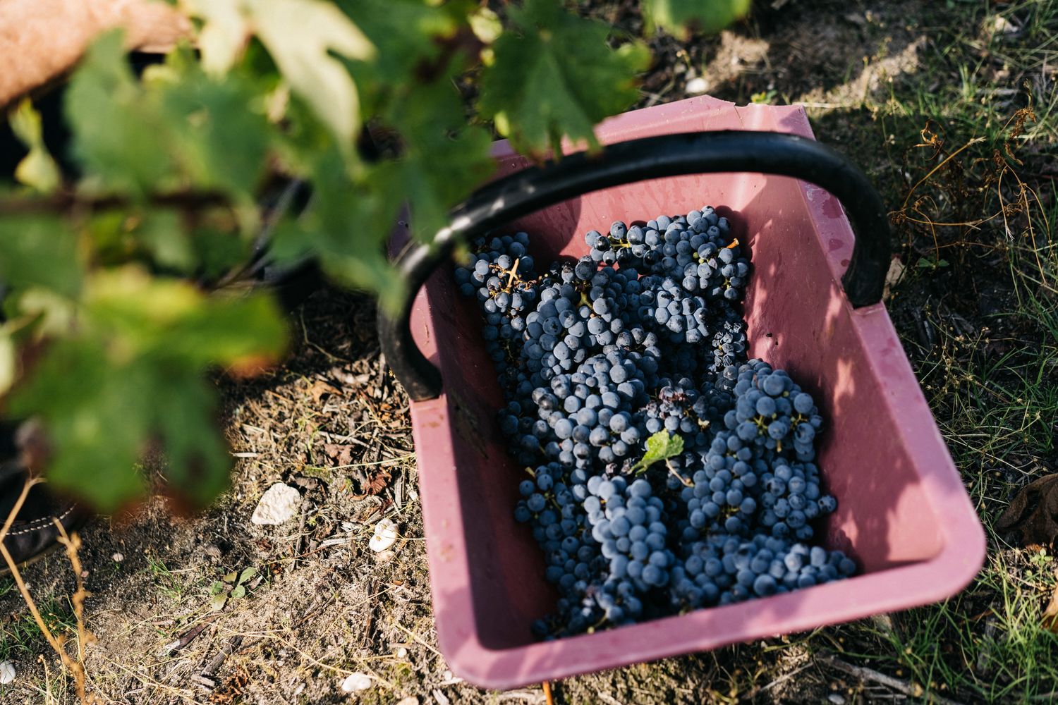 Raccolta delle uve da vino&nbsp;