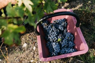 Raccolta delle uve da vino&nbsp;