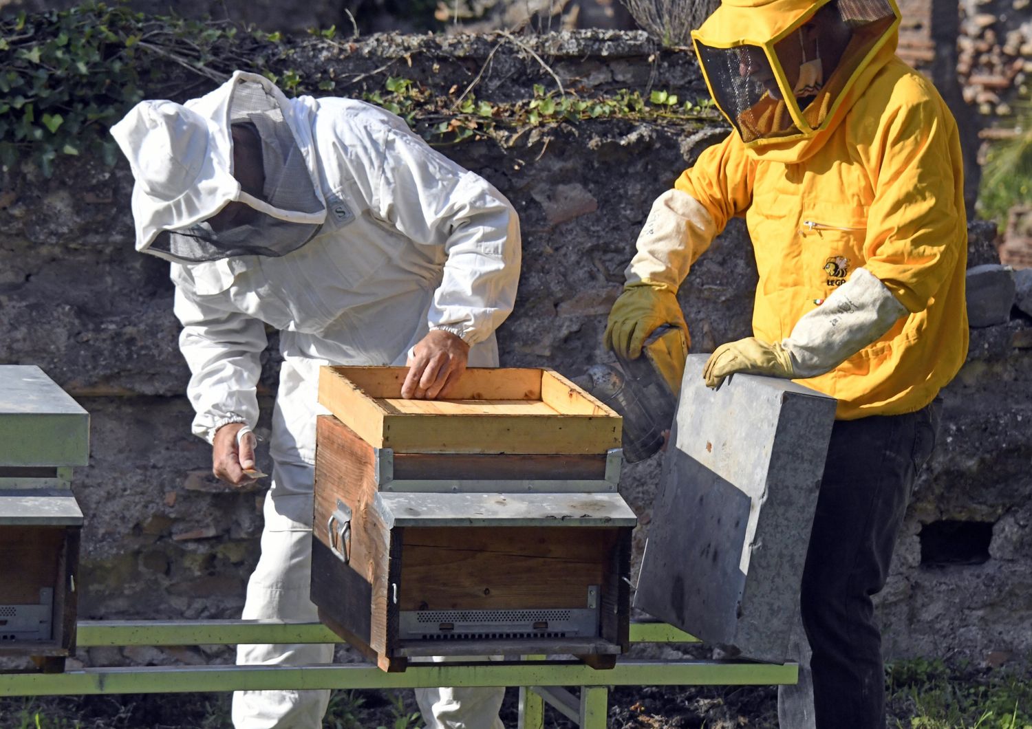 Apicoltori nel Parco del Palatino&nbsp;