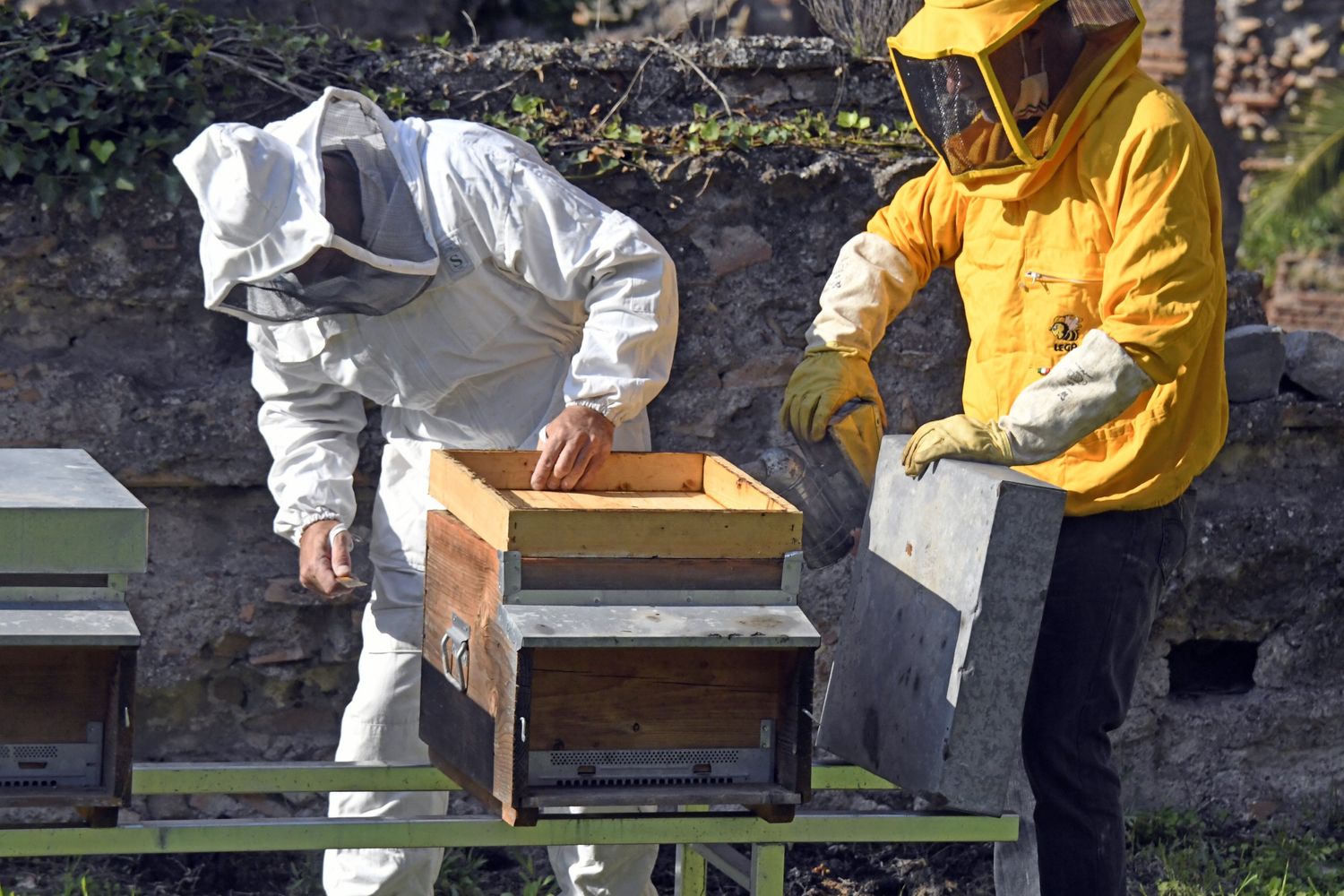 Apicoltori nel Parco del Palatino&nbsp;