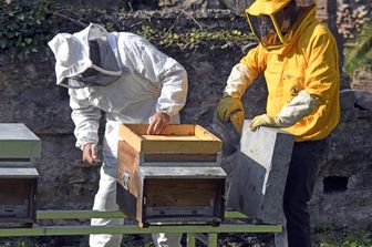 Apicoltori nel Parco del Palatino&nbsp;