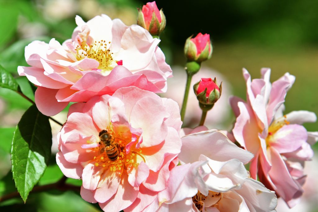 Ape sui fiori del giadino di Ninfa&nbsp;