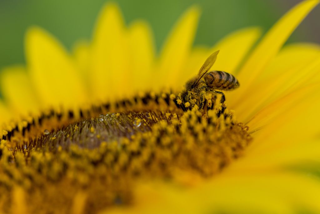 Ape sul girasole