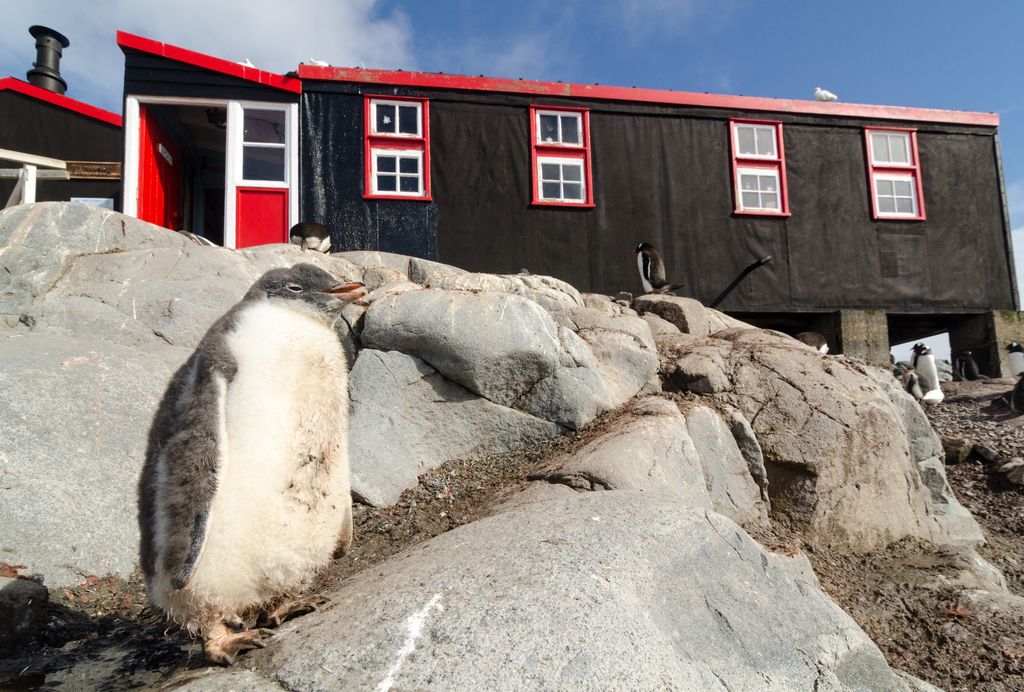 Pinguini sull'isola di Goudier in Antartide