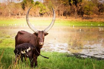 Una mucca ugandese