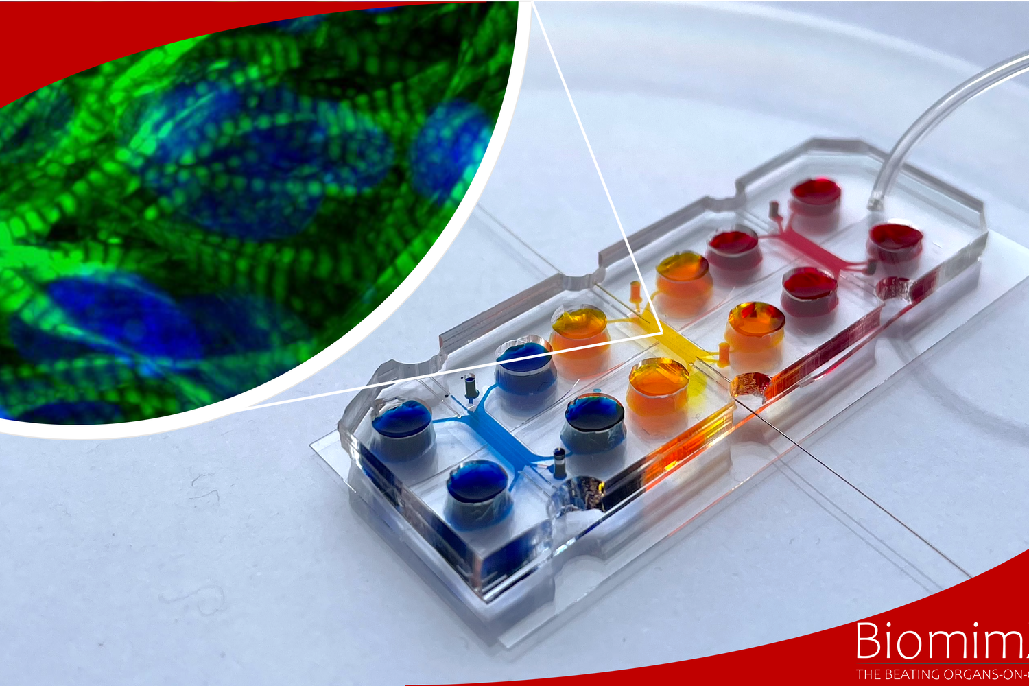 Un'immagine dei tessuti riprodotti in laboratorio