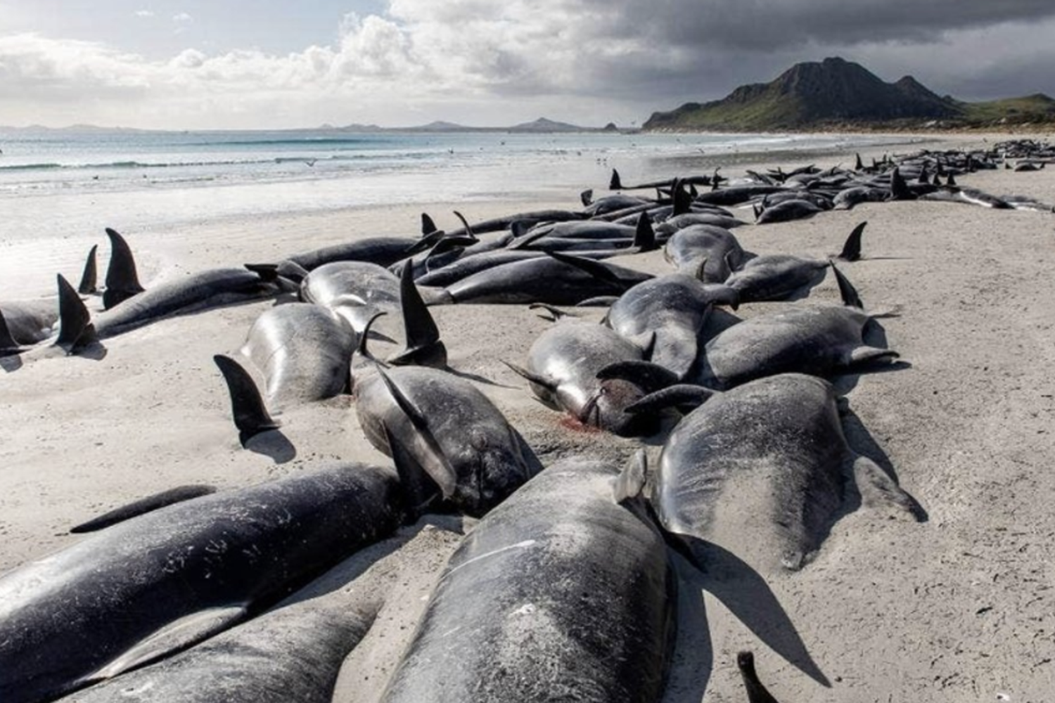 Balene spiaggiate alle Isole Chatham